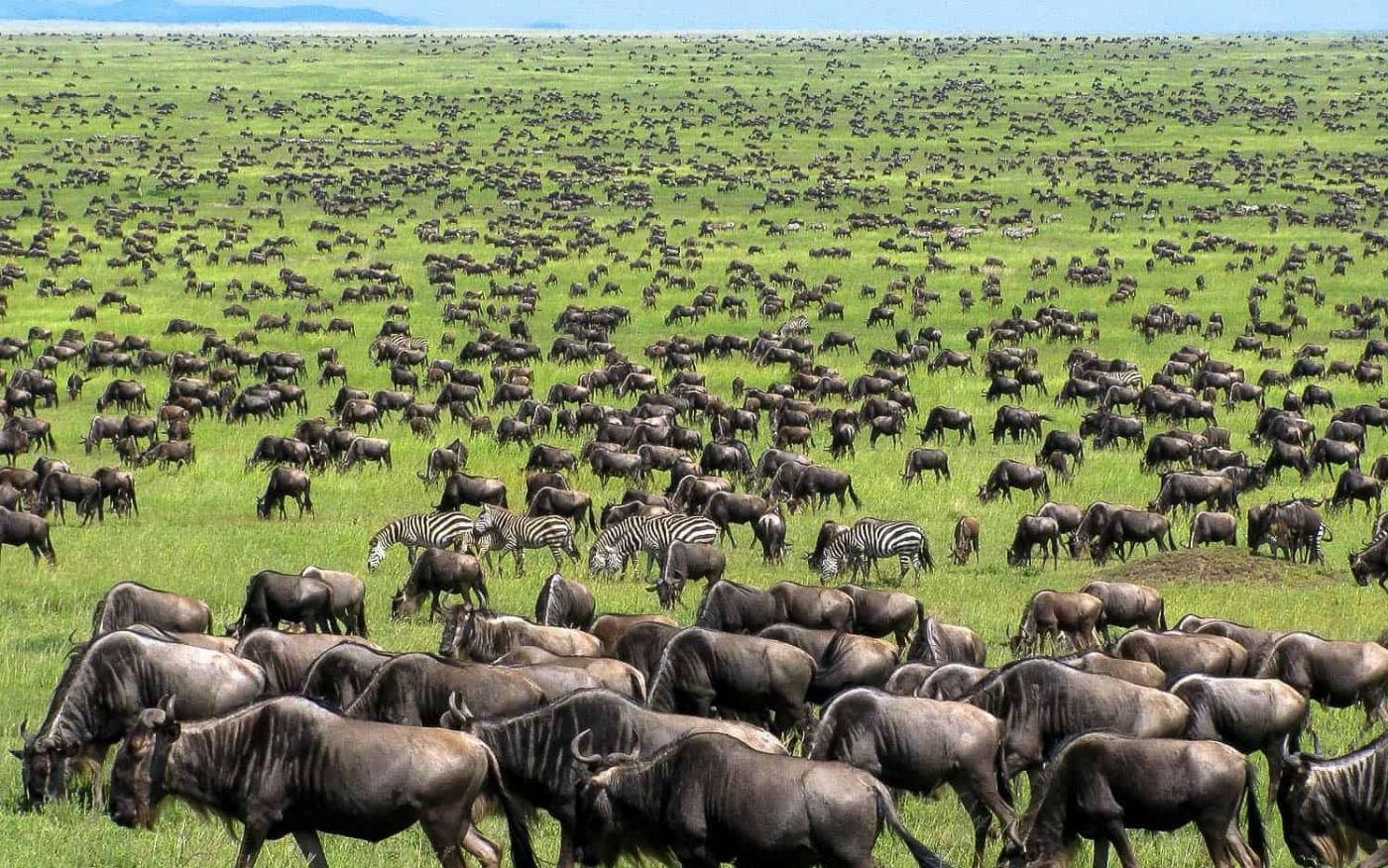 Discover Serengeti