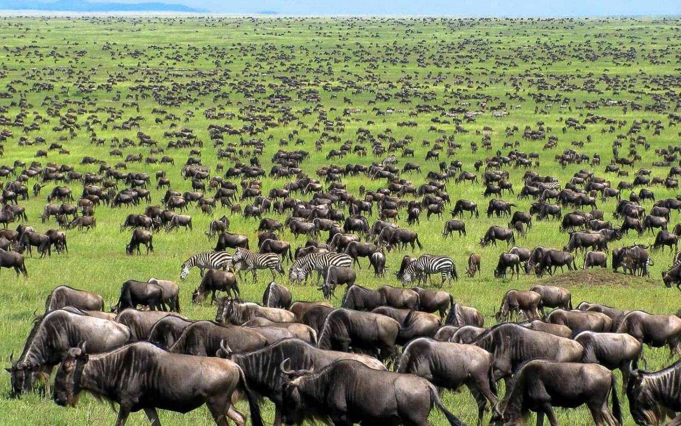 Discover Serengeti